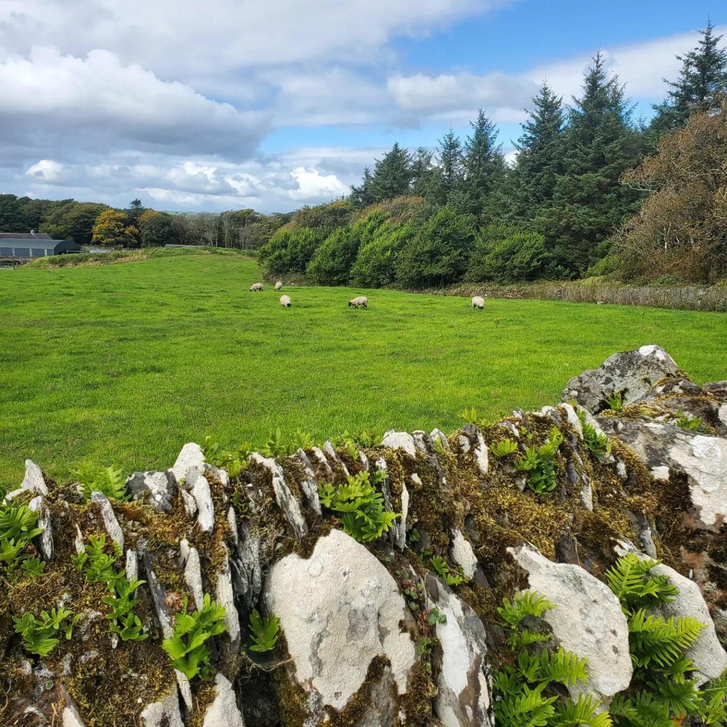 The Little Island Resort Rosscarbery Exterior foto
